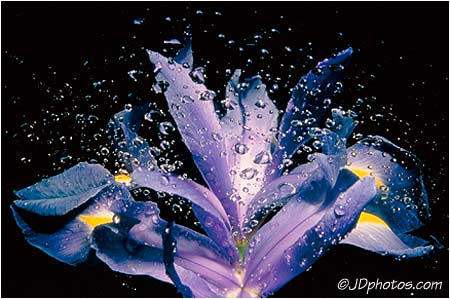 Flower Gallery